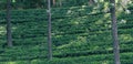 Surface of a tea plantation Royalty Free Stock Photo