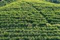 Surface of a tea plantation Royalty Free Stock Photo