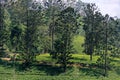 Surface of a tea plantation Royalty Free Stock Photo