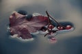 Surface tension,the berries sink in water Royalty Free Stock Photo