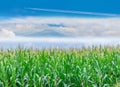 Surface texture of corn plantation field with the blue sky cloud, Thailand fuji mountain background Royalty Free Stock Photo