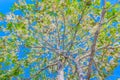 The surface texture of Dipterocarpus alatus, Shorea,White Meranti,Dipterocarpaceae, fruit with the blue sky cloud background. Royalty Free Stock Photo