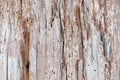 The surface and texture of a dry tree trunk with cracks from lack of moisture. Empty wooden background. Arid climate is Royalty Free Stock Photo