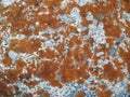 Surface texture of natural stone covered with lichen Royalty Free Stock Photo