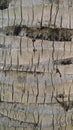 Surface texture of old coconut trunk dry and cracked Royalty Free Stock Photo