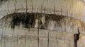 Surface texture of old coconut trunk dry and cracked Royalty Free Stock Photo