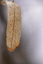 Surface texture of an old dryed leaf