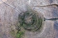 Surface texture of an old sawn tree covered with moss Royalty Free Stock Photo