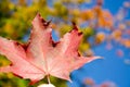 Surface texture of red and green maple leaf on blurred background of colorful foliage and blue sky. Autumn background of leaf in Royalty Free Stock Photo