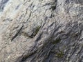 Surface texture of rough grayish rock with green moss at the center Royalty Free Stock Photo