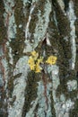 Surface of tree bark with moss and multicolored lichen