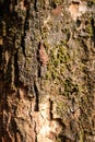 Surface tree bark with green moss background Royalty Free Stock Photo