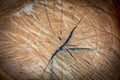 Surface of tree cut, wood texture or background Royalty Free Stock Photo