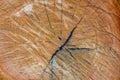 Surface of tree cut, wood texture or background Royalty Free Stock Photo
