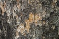 Surface of a tree trunk, multilayered, background, texture