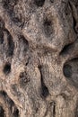 The surface of the trunk of the olive tree Royalty Free Stock Photo