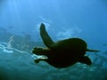 Surface turtle sipadan island borneo Royalty Free Stock Photo