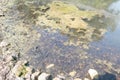 Surface of water with algae growth and sky reflection at edge of pond Royalty Free Stock Photo