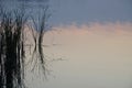 The surface of the water in the lake at sunset. Reeds and their reflection