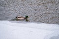 The surface of the water is partially covered with ice. Mallard duck swmming in winter river. Dangerous Thin Ice Royalty Free Stock Photo