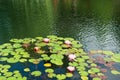 surface of water with pink water lilies Royalty Free Stock Photo