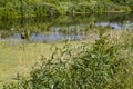 the surface of the water in the swamp covered with green duckweed Royalty Free Stock Photo