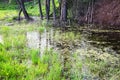 The surface of the water is a swamp with green bright grass, trees and shrubs, a reflection in the water of the blue sky. Royalty Free Stock Photo