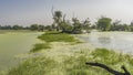 The surface of the water in the swampy area is covered with duckweed. Royalty Free Stock Photo