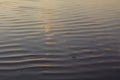 The surface of the water, which blows the wind, at sunset.