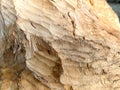 The surface of wood cut with beaver teeth, close-up, as a background