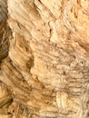 The surface of wood cut with beaver teeth, close-up, as a background