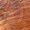 Surface wood log texture background Royalty Free Stock Photo