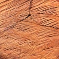 Surface wood log texture background Royalty Free Stock Photo