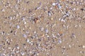 Surface of yellow sea sand. A lot of colorful little seashells on the sea sand. Fragments of white, orange, purple seashells with