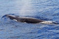 A surfacing Fin Whale ( Balaenoptera physalus)