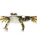 Surfacing Frog Royalty Free Stock Photo