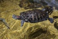 Red-eared slider Turtle Swimming with head above water