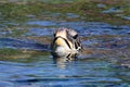 Surfacing Sea Turtle Royalty Free Stock Photo