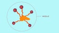 The surfactants cluster together to form micelles, which trap the hydrophobic contaminants inside and allow them to be