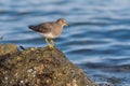 Surfbird feeding at seaside.