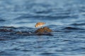 Surfbird feeding at seaside.