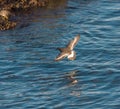 Surfbird flying at seaside