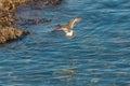 Surfbird flying at seaside