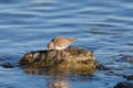 Surfbird looking for food at seaside.