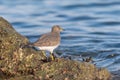 Surfbird looking for food at seaside.
