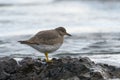 Surfbird looking for food at seaside.