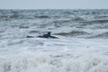 Surfer in the black swimsuit swimming lying on a white surfing board Royalty Free Stock Photo