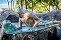 Surfer boy and seal, Waikiki Beach Area.