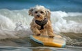 Surfer dog swims through the waves on a surfboard on the sea, summer landscape, generative ai Royalty Free Stock Photo