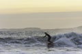 Surfer enjoying evening surf in rough sea at dusk